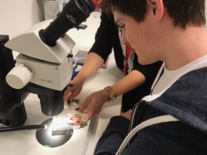 A student looks at fruit flies under a microscope